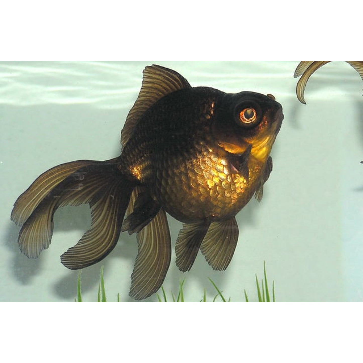 Carassius auratus “Black oranda”