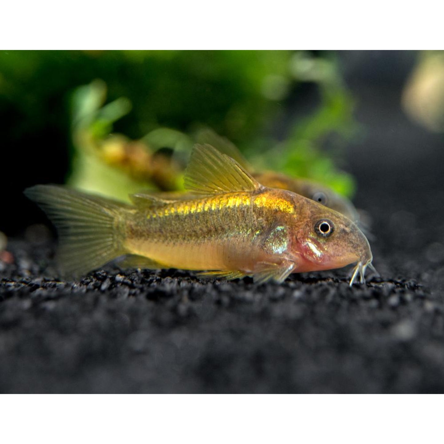 Corydoras aeneus peru Gold strip