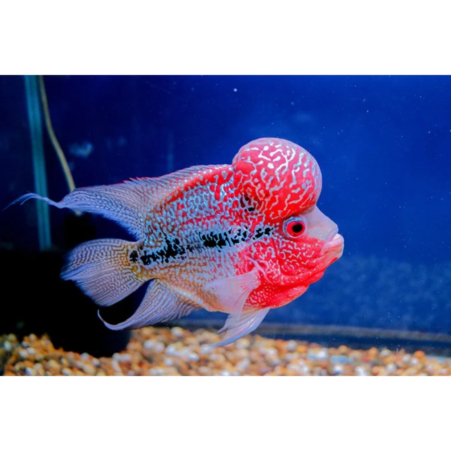 Cichlasoma Flowerhorn Big Head