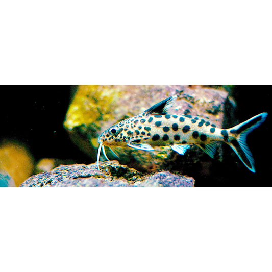 Synodontis multipunctatus