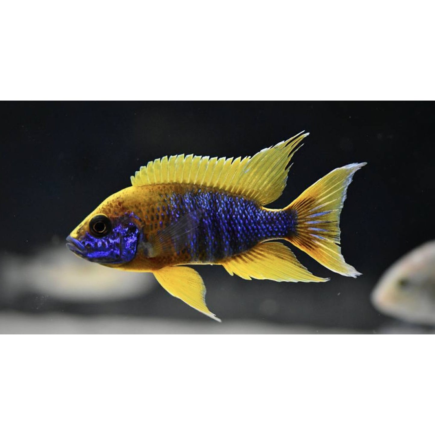 Aulonocara jacobfreibergi