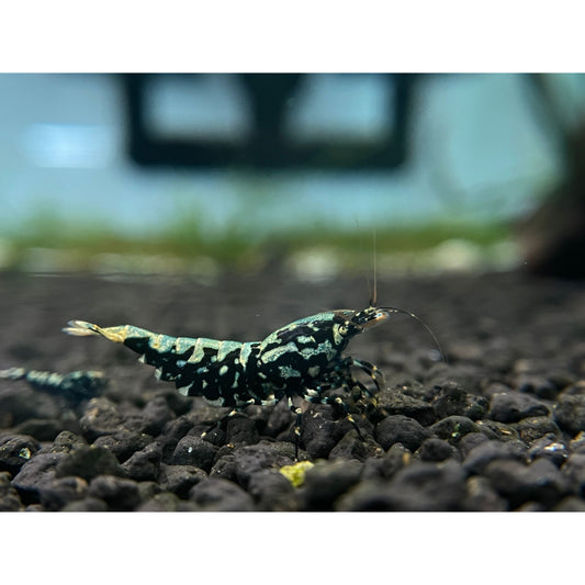 Caridina sp. Galaxy Black grado SS