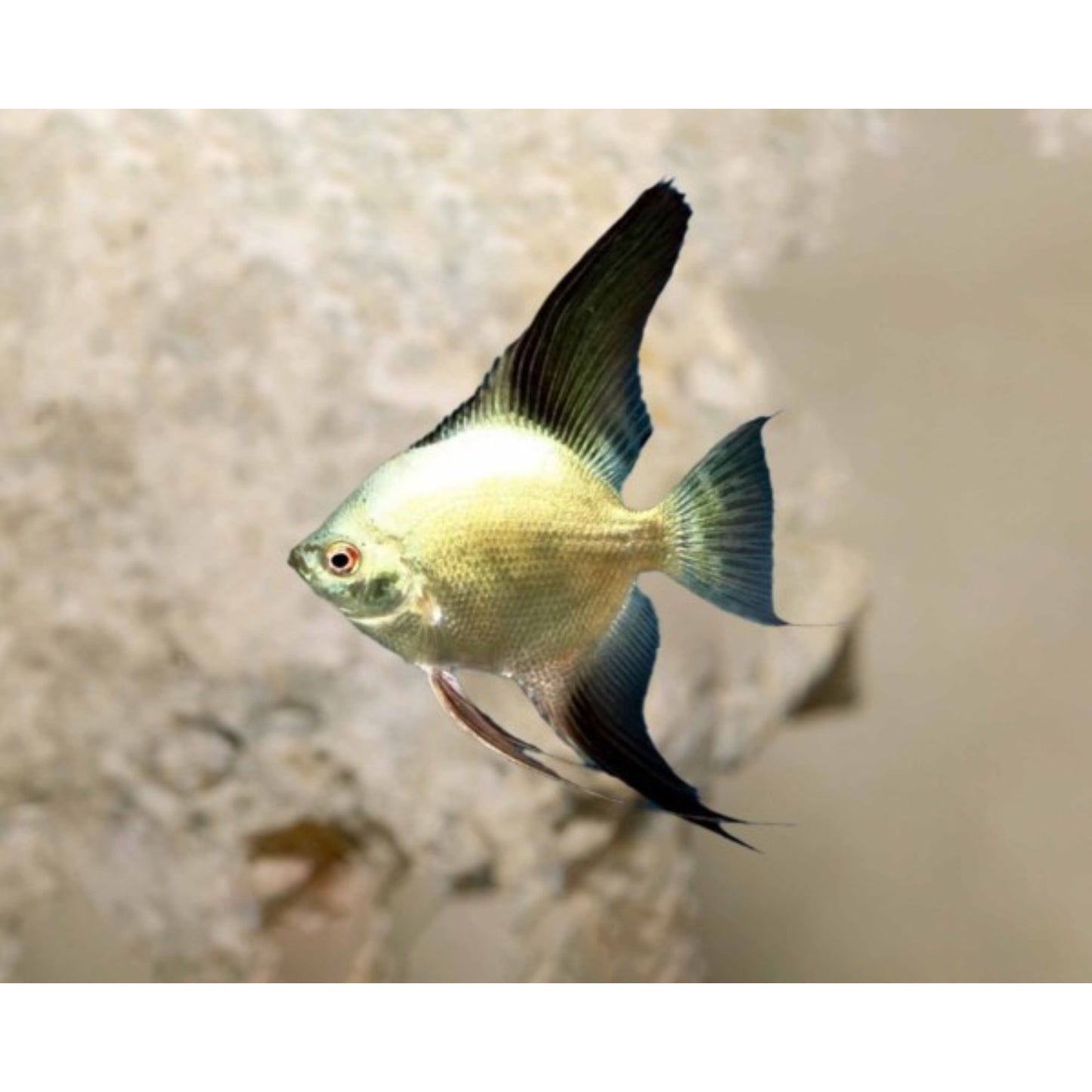 Pterophyllum scalare Bulgarian seal points
