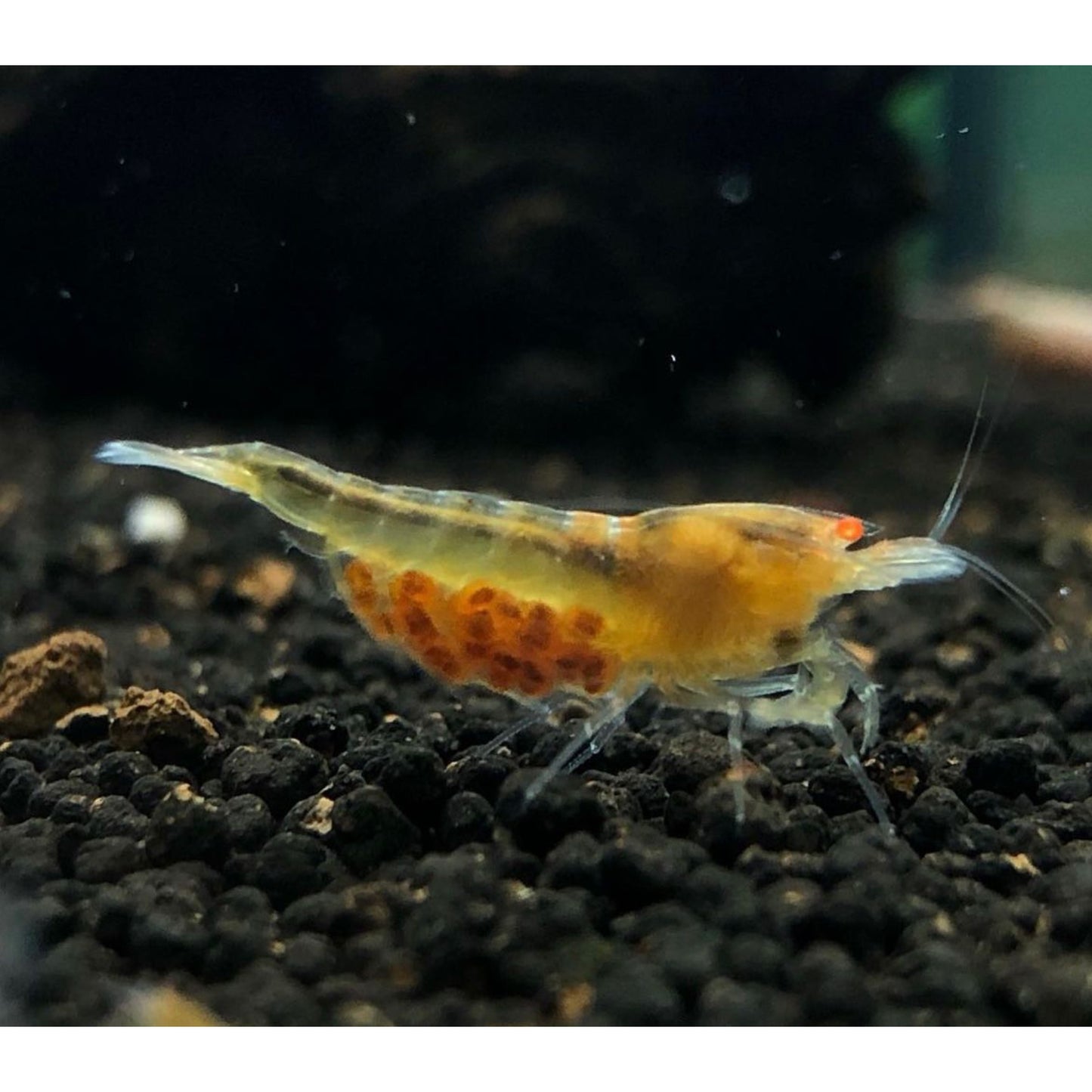 Caridina sp. Yellow King Kong oe