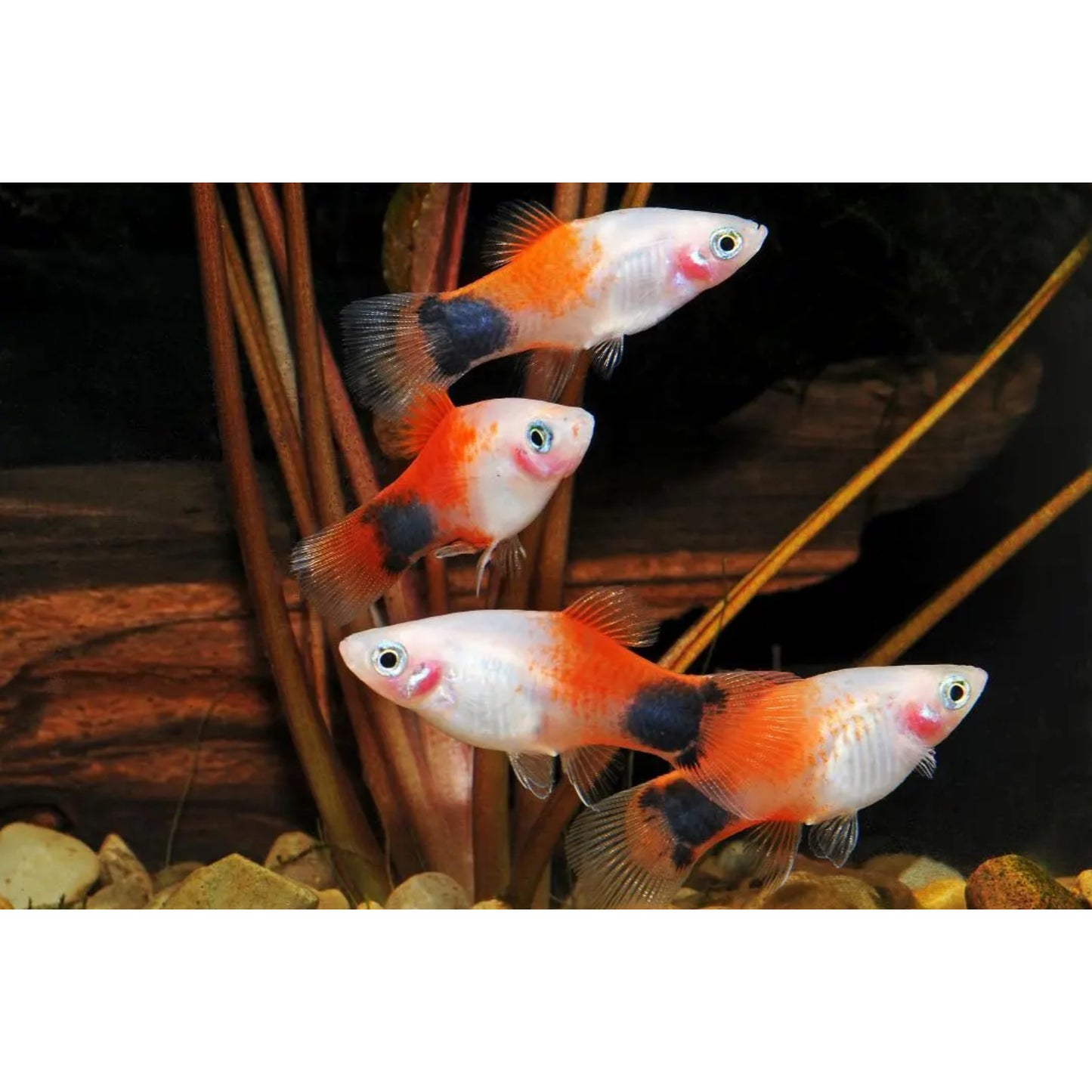 Xiphophorus maculatus (platy) “mickey mouse”