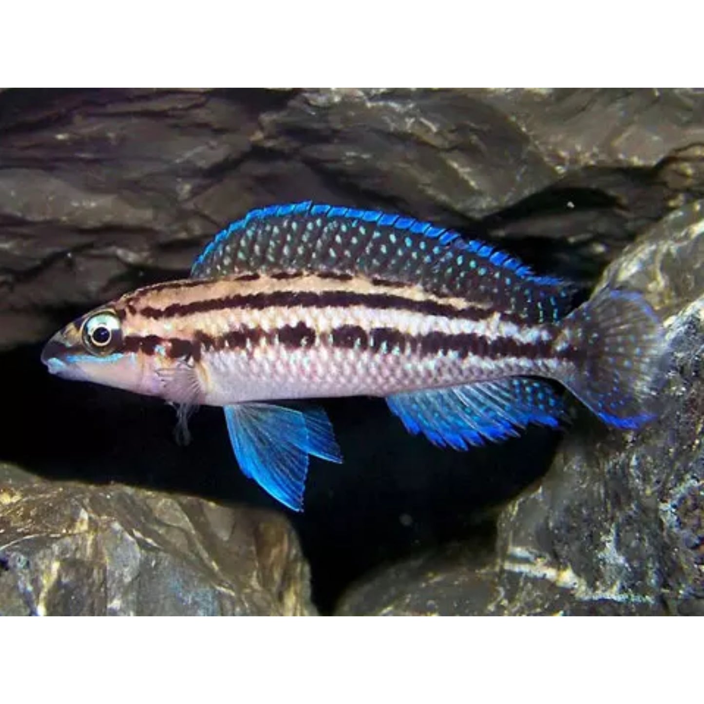 Julidochromis Dickfeldi