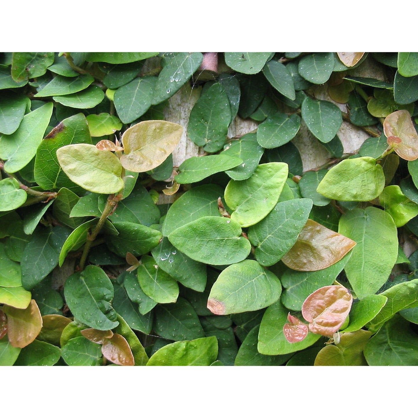 Ficus pumila