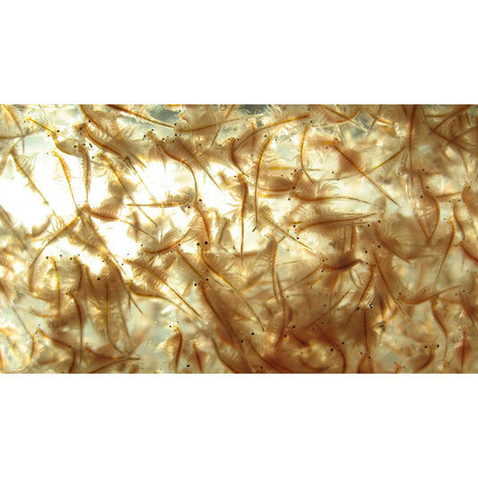 Artemia salina (brine shrimp) cibo vivo