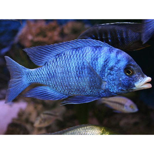 Placidochromis Phenochilus