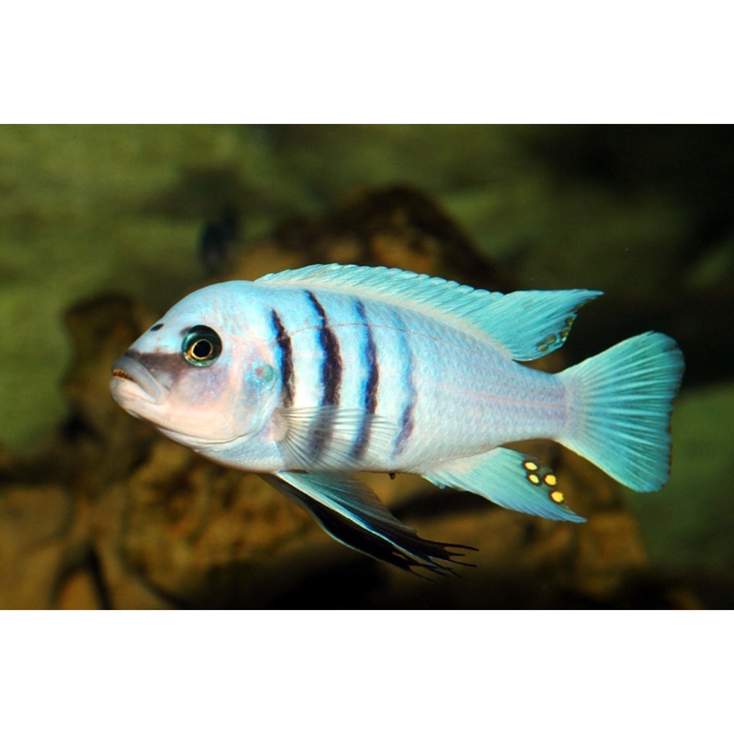 Cynotilapia Afra White