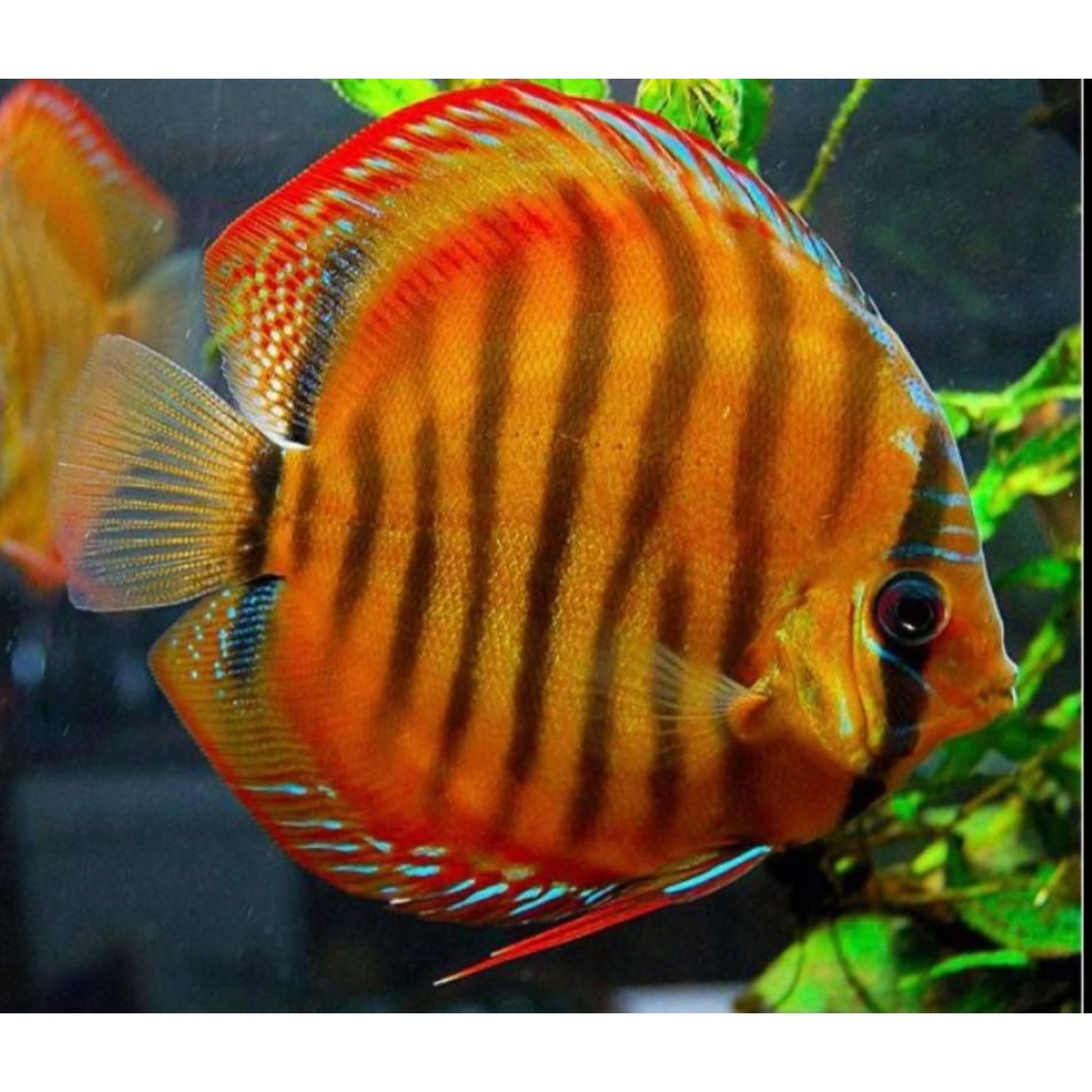 Symphysodon Discus Red Alenquer