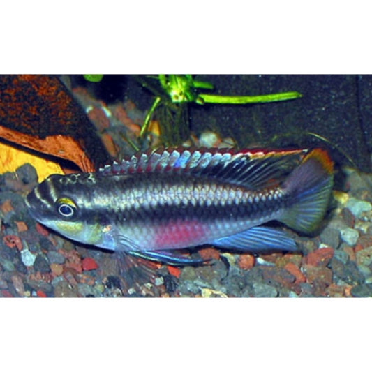 Pelvicachromis Pulcher