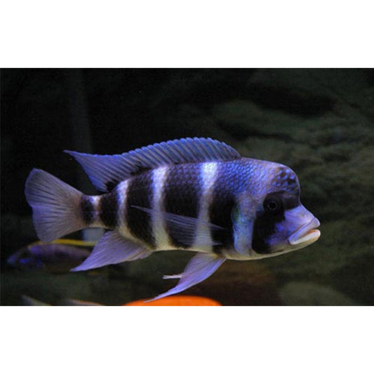 Cyphotilapia Frontosa