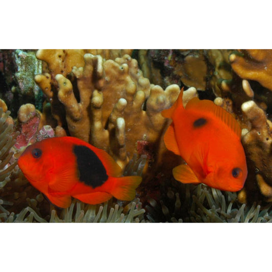 Amphiprion ephippium