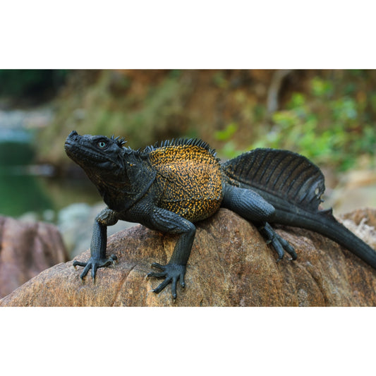 Hydrosaurus amboinensis celebes
