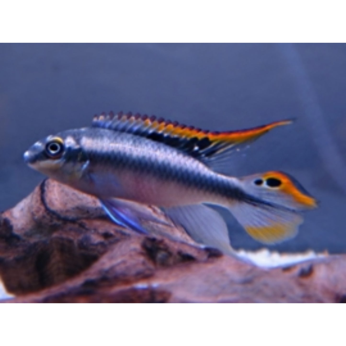 Pelvicachromis Pulcher