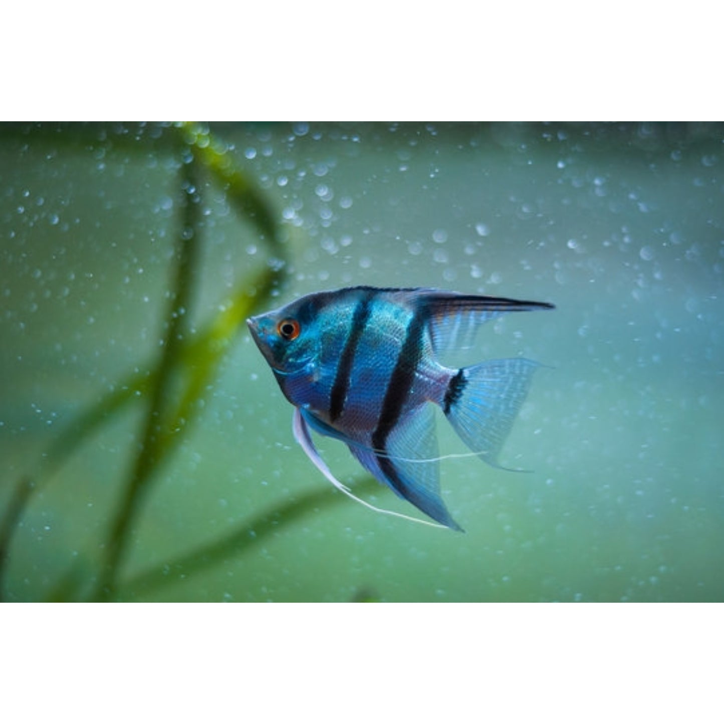 Pterophyllum Scalare Blue Diamond