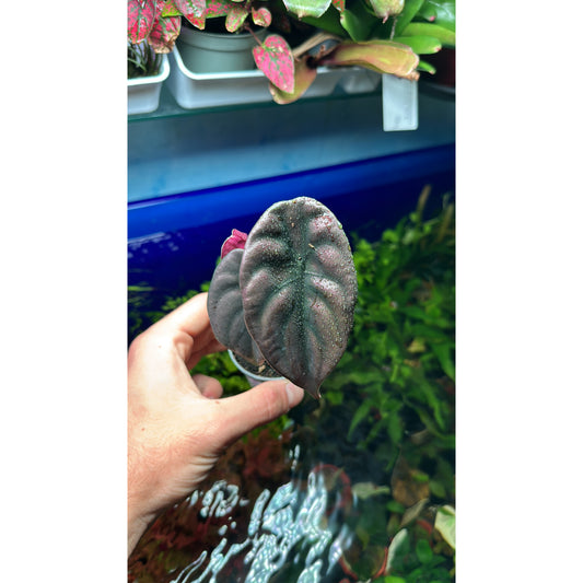 Alocasia cuprea “red secret”