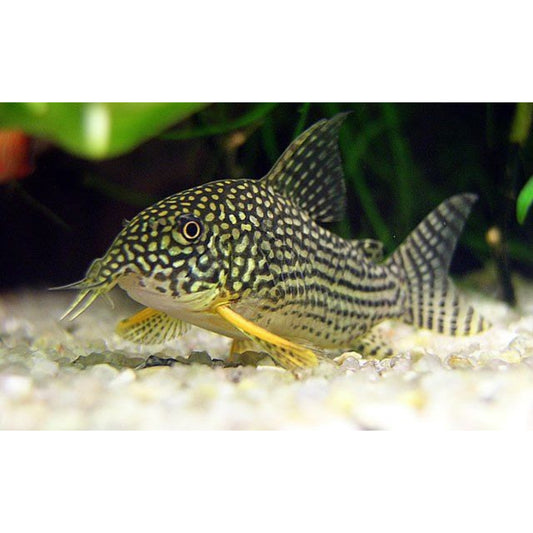 Corydoras sterbai