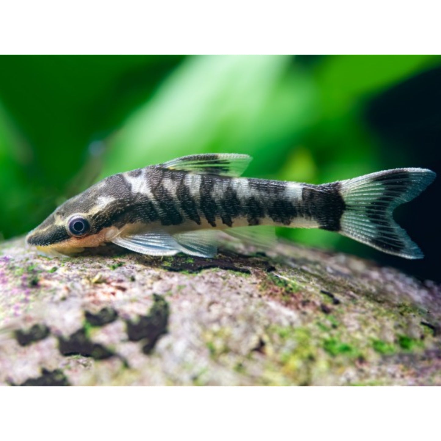 Otocinclus cocama zebra