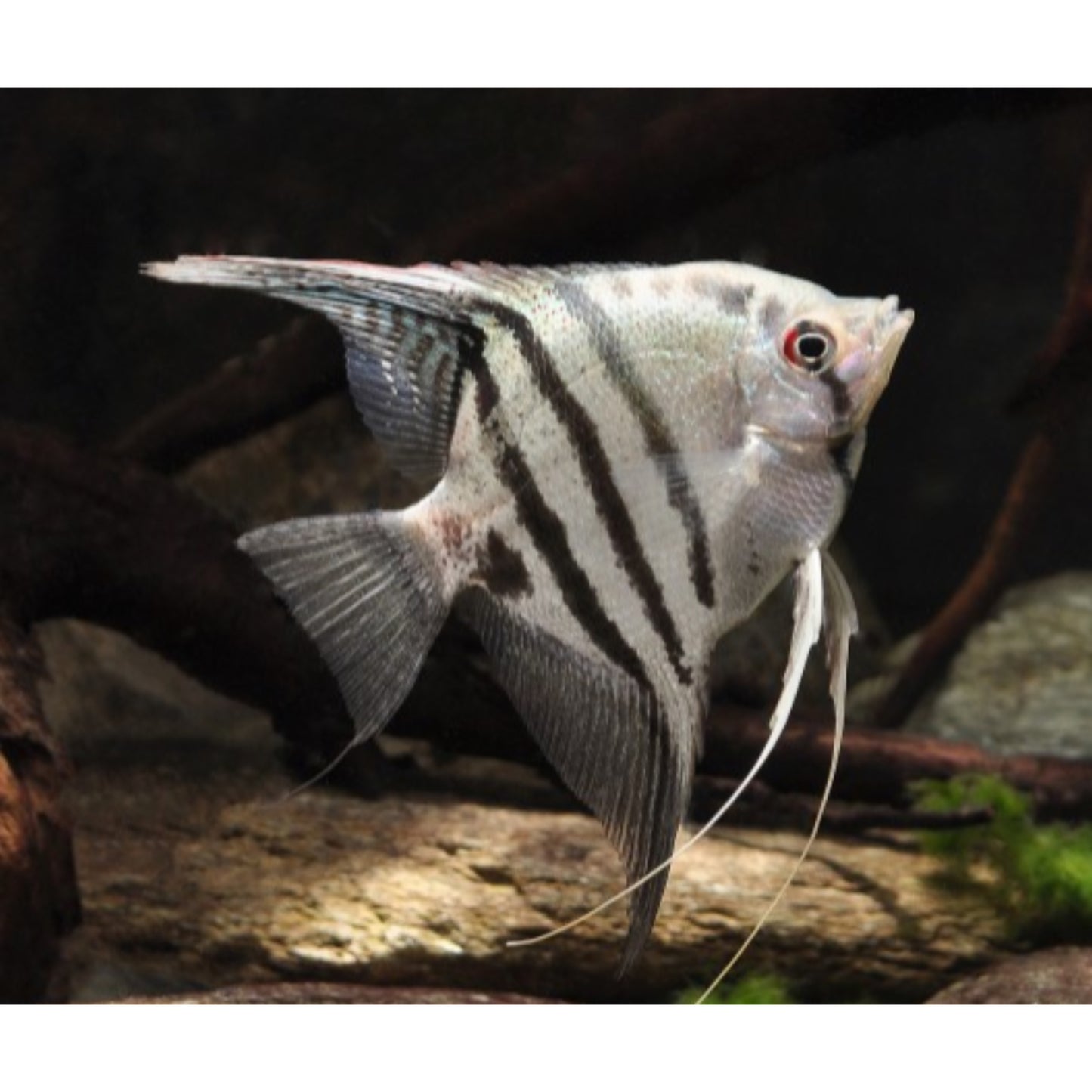 Pterophyllum scalare zebra