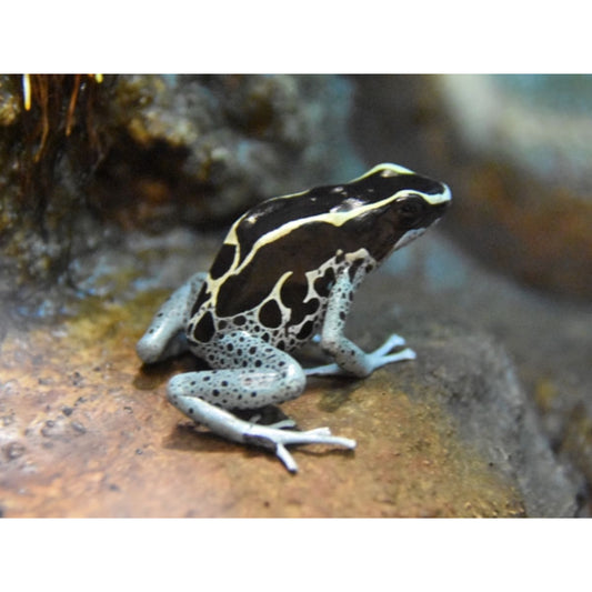 Dendrobates Tinctorius graubner