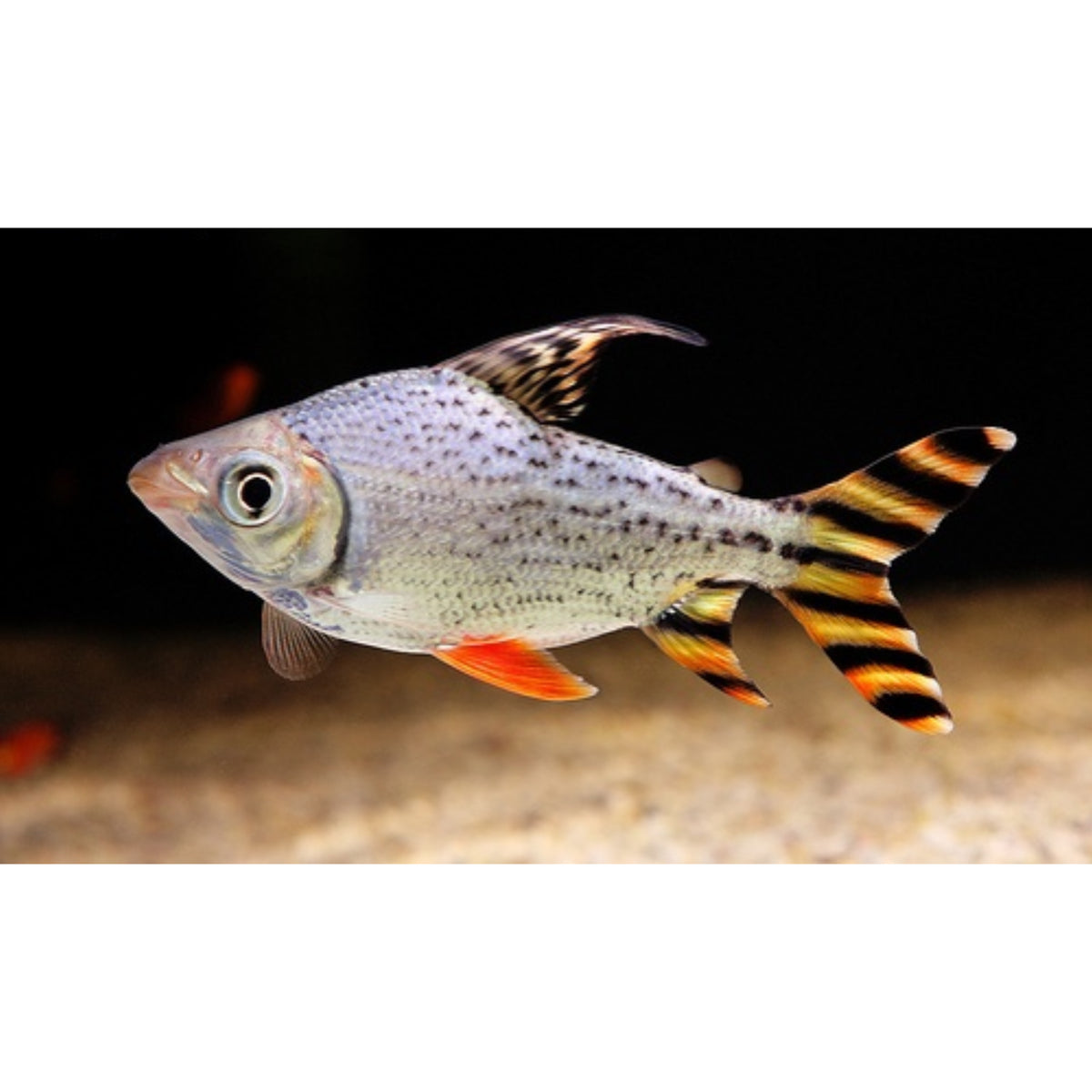 Poecilia reticulata (Guppy) female mix
