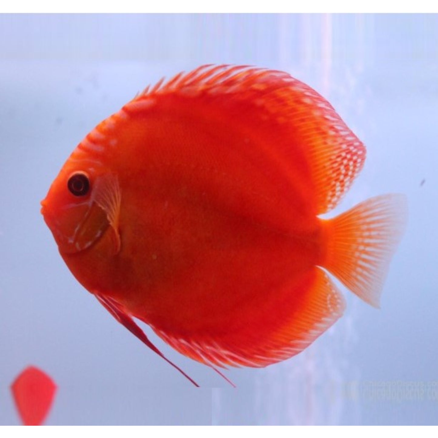 Symphysodon Discus Red Marlboro