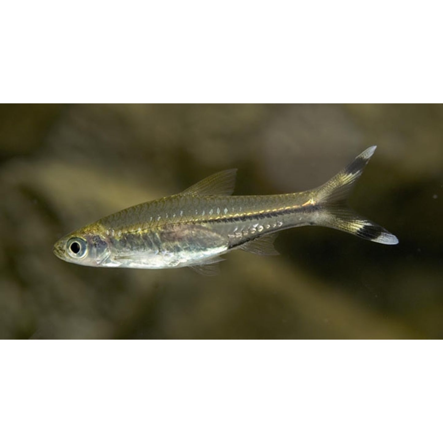 Rasbora trilineata