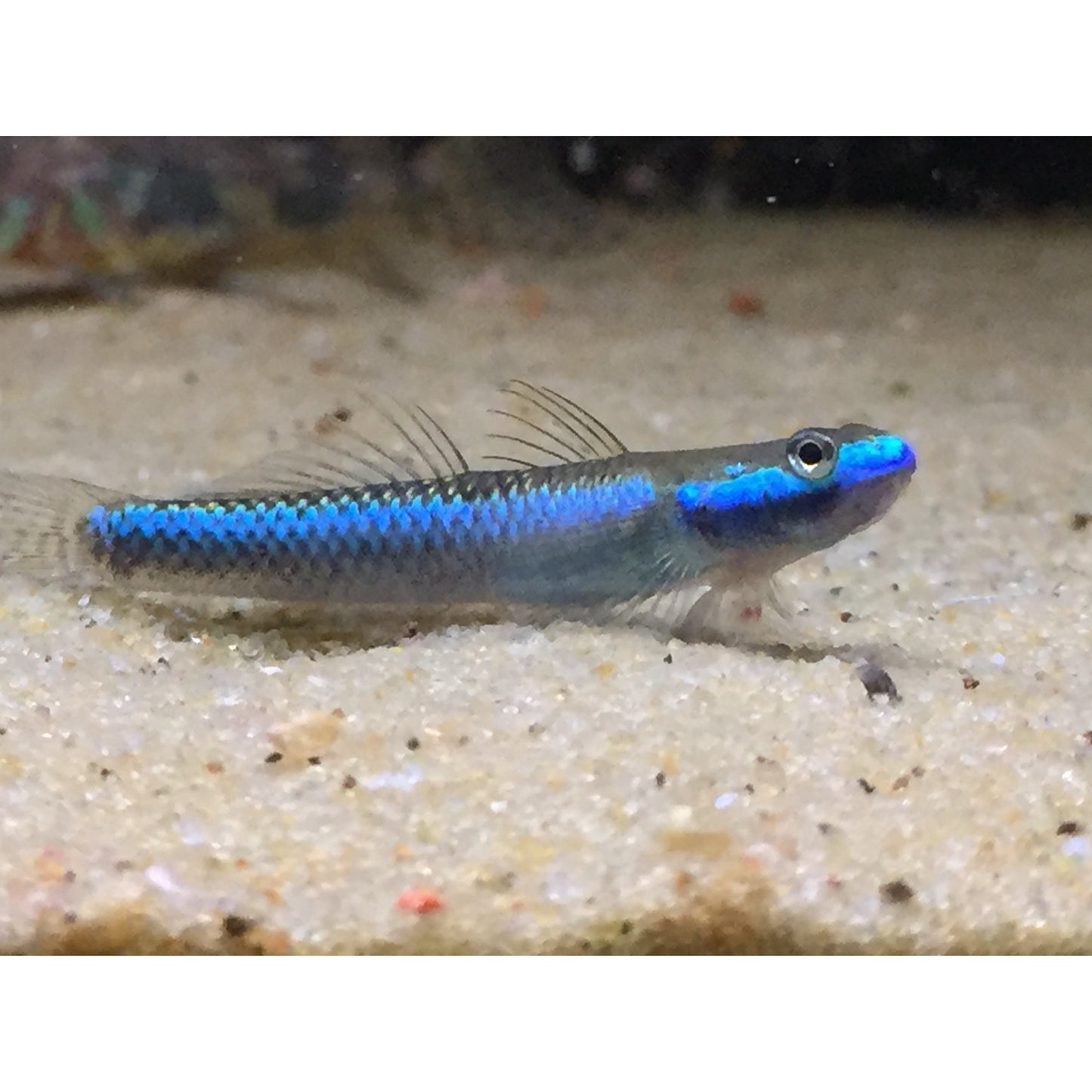 Stiphodon sp. “Undio blue”