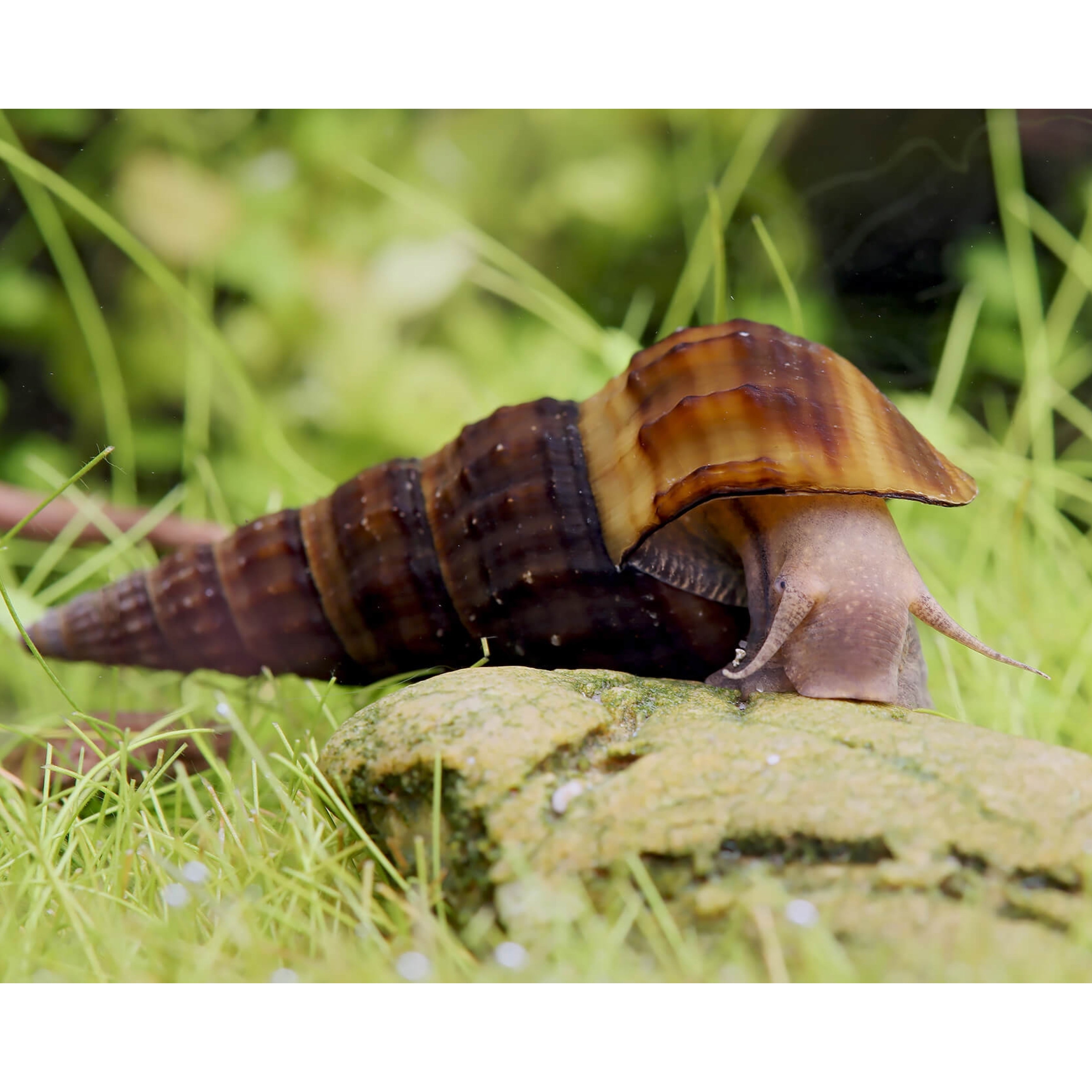 Herculea Brotia herculea – Animal.Instinct