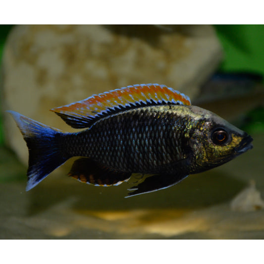 Copadichromis varginalis firecrest