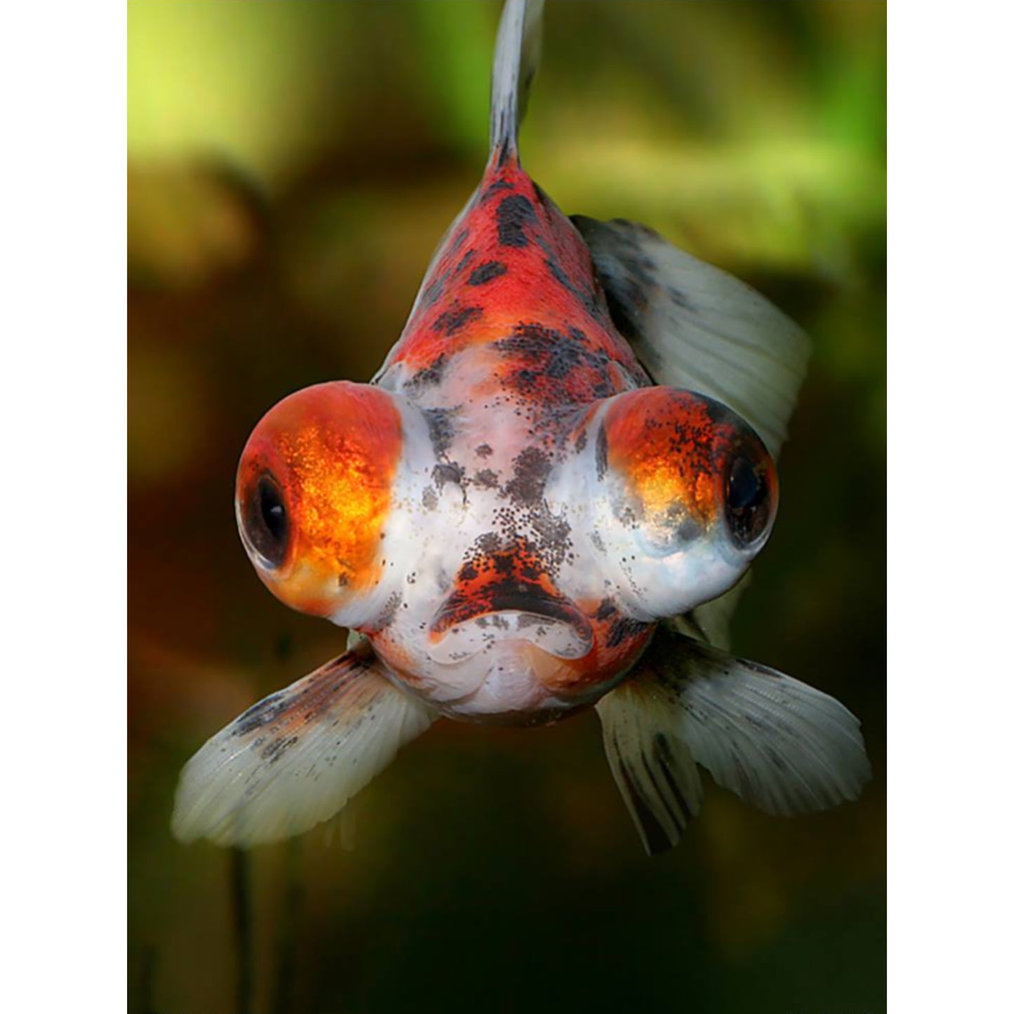 Carassius auratus “telescope mix”