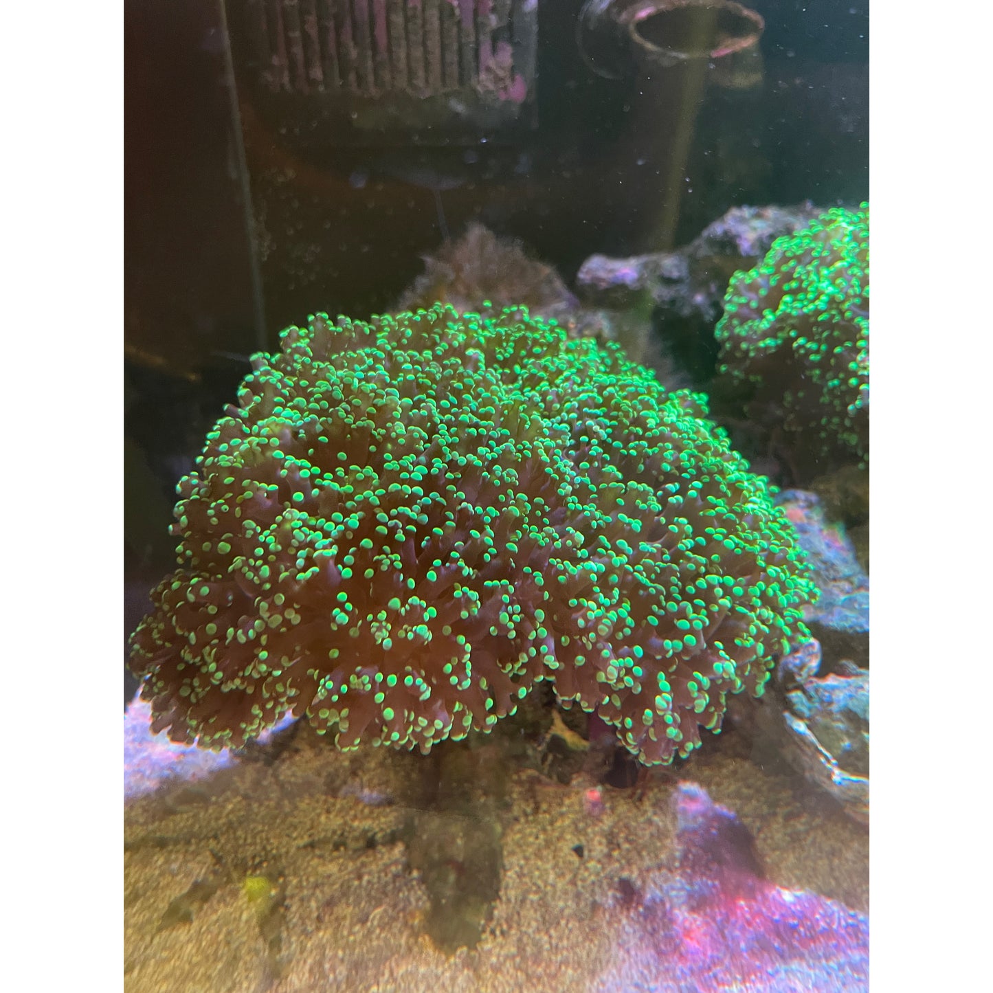 Euphyllia XL