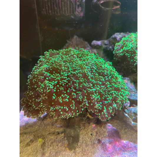 Euphyllia XL