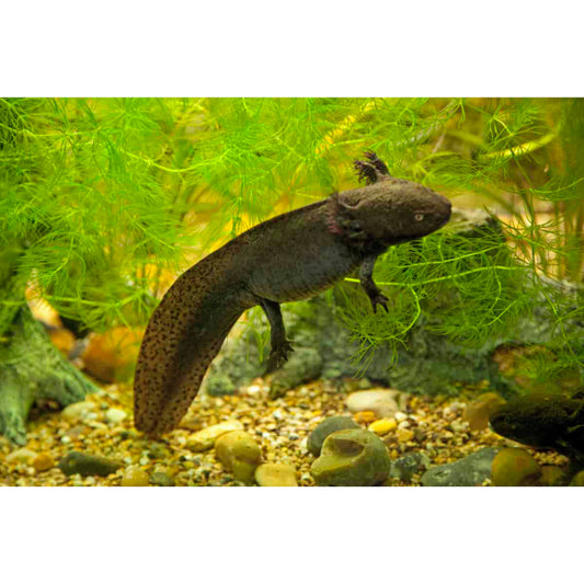 Ambystoma mexicanum Axolotl green