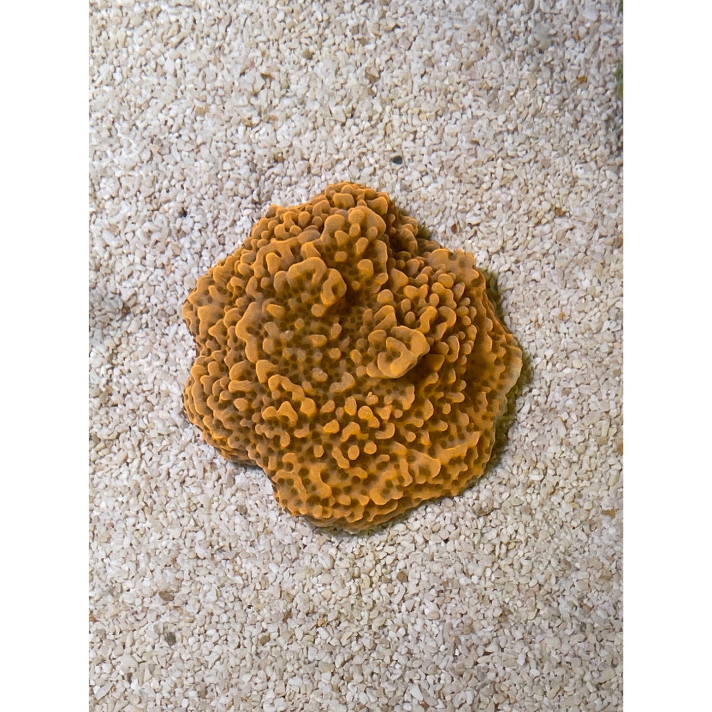 Montipora sp.