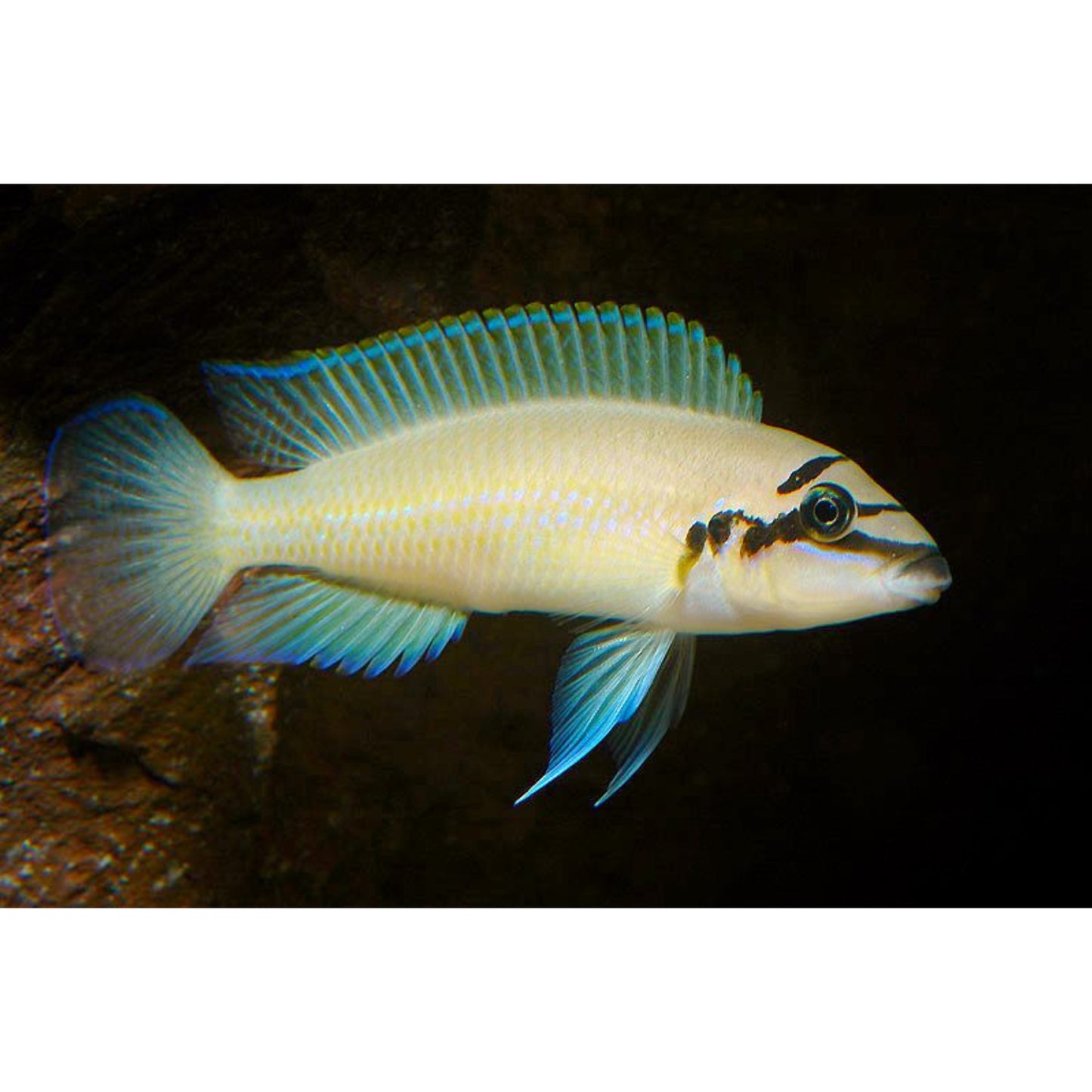 Chalinochromis Brichardi