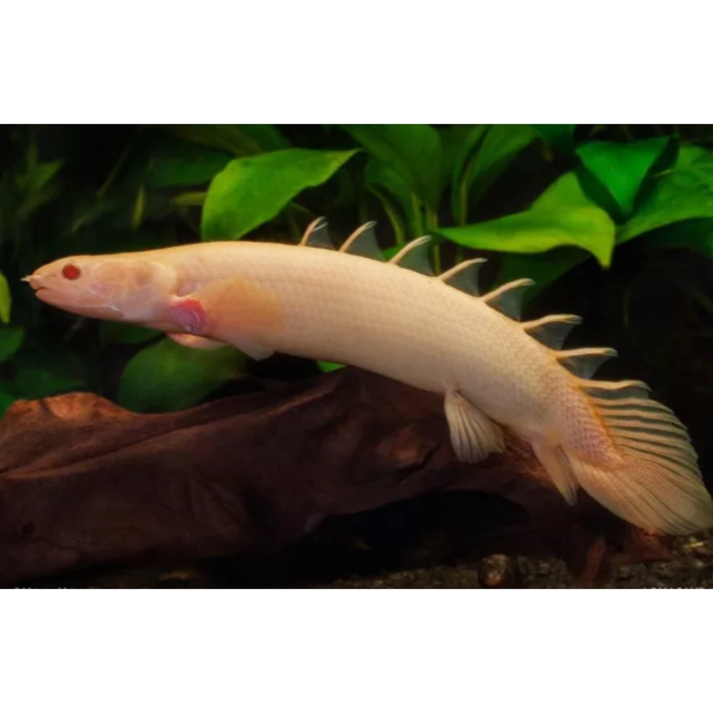 Polypterus senegalus