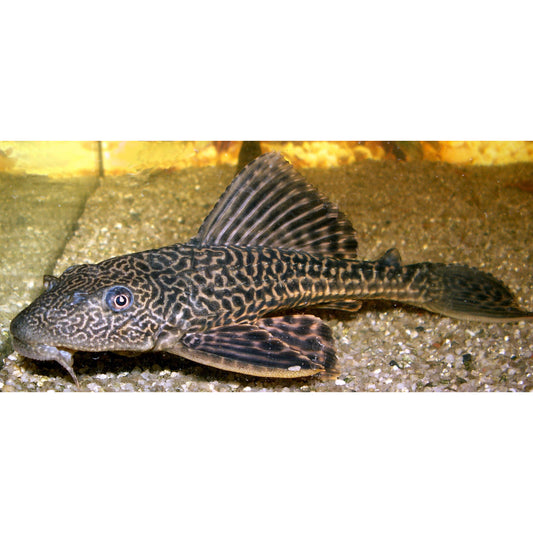 Hypostomus plecostomus