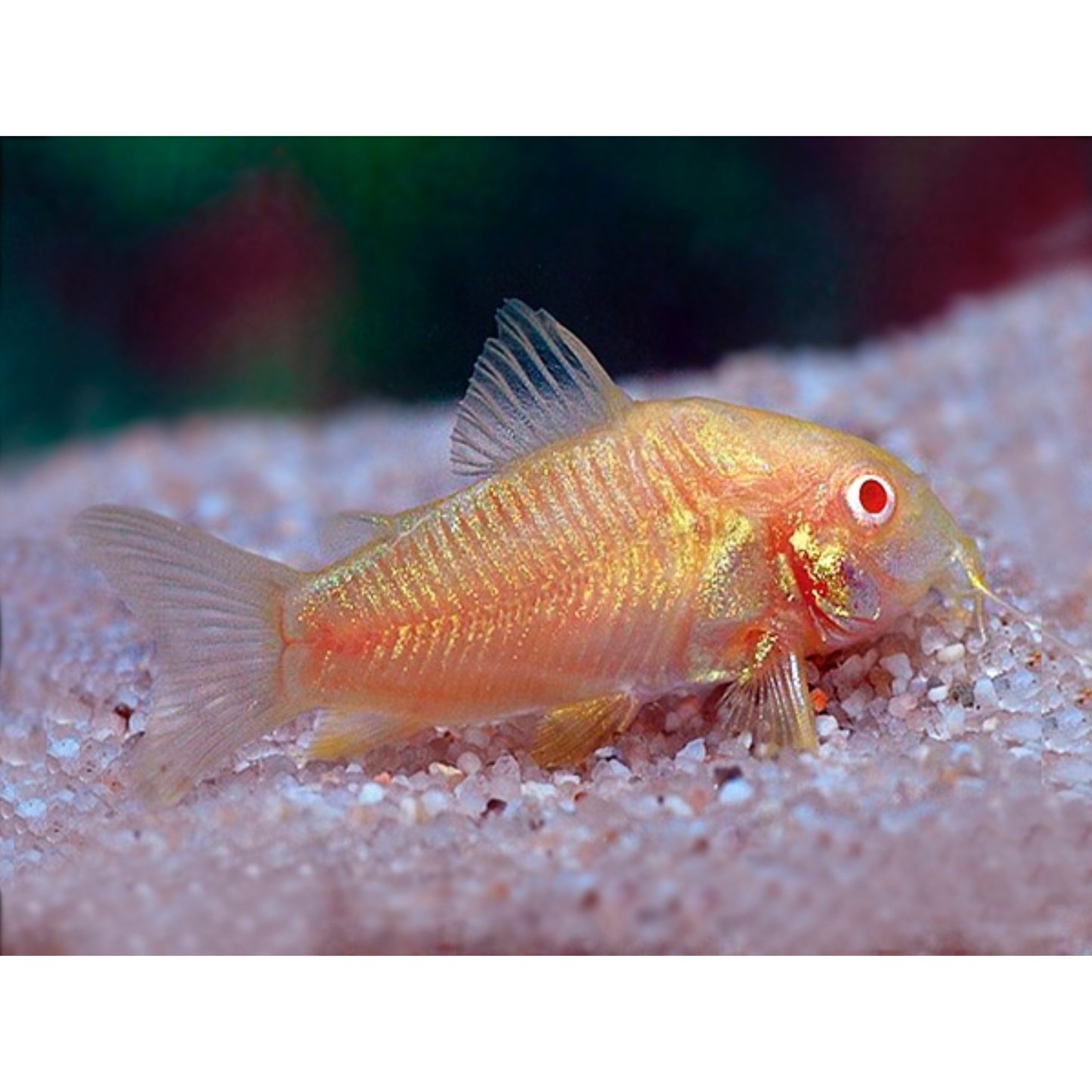 Corydoras aeneus neon albino