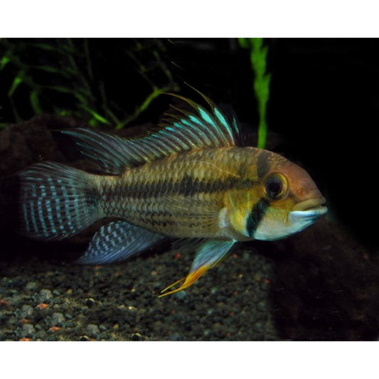 Apistogramma Jurensis