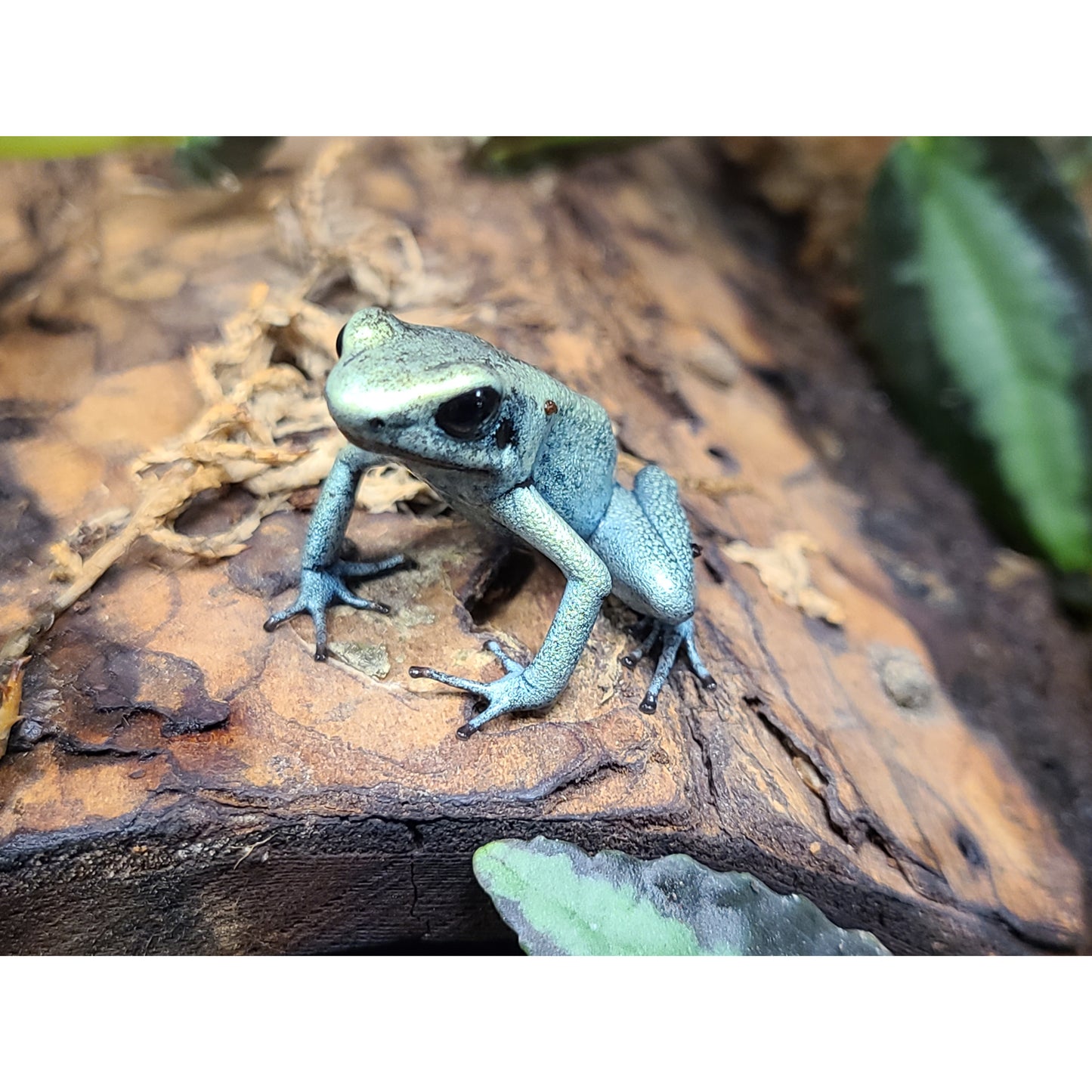 Phyllobates terribilis mint