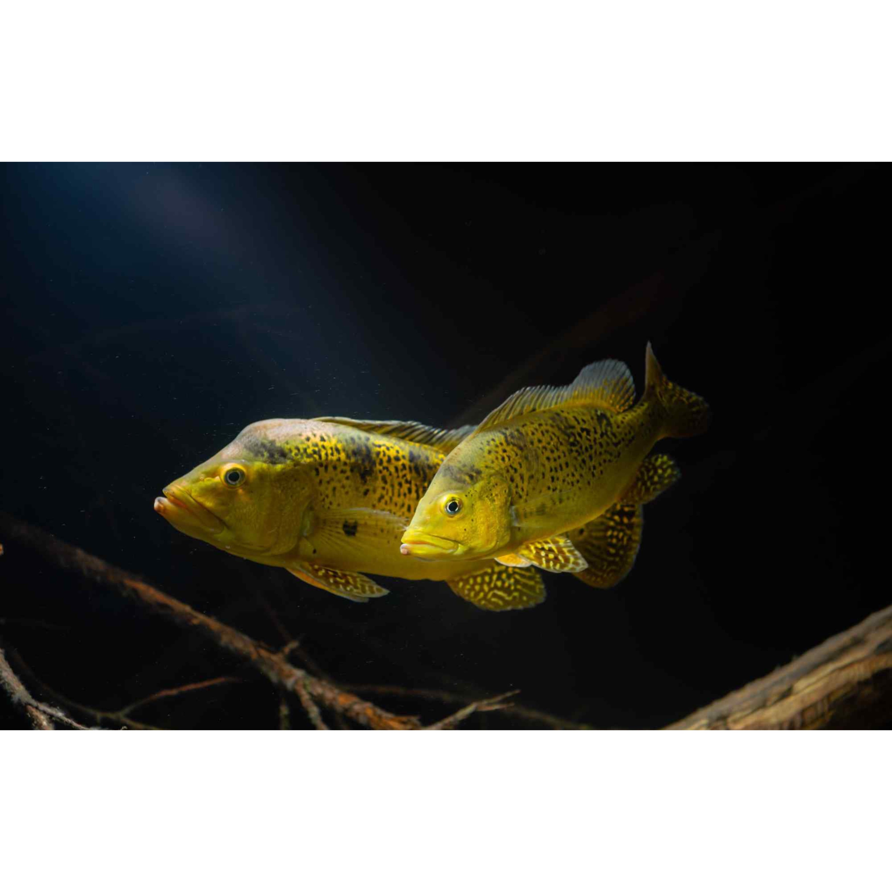 Cichla kelberi – Animal.Instinct