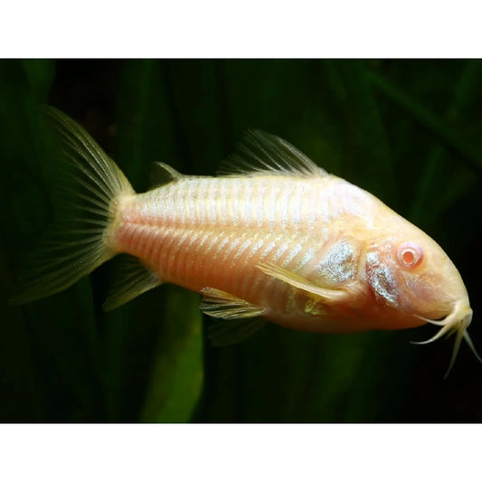 Corydoras paleatus albino