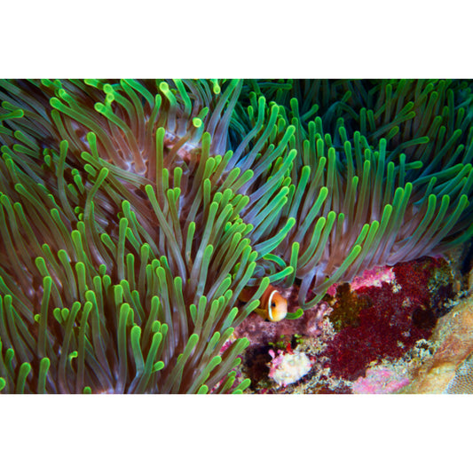 Heteractis magnifica