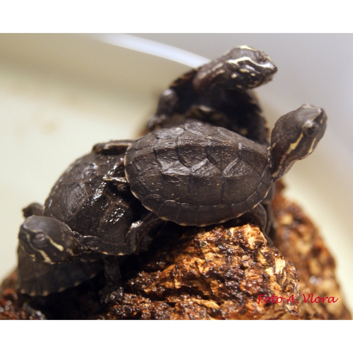 Sternotherus odoratus (baby)