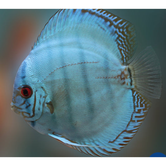 Symphysodon Discus Blue Diamant