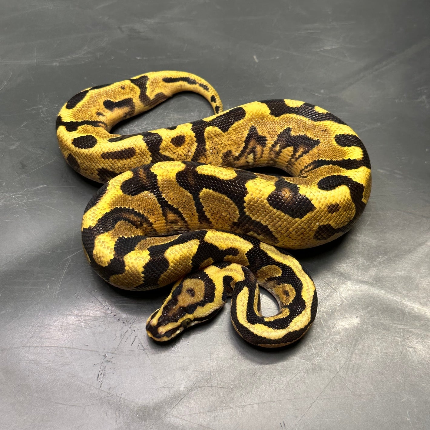 Python regius orange dream het. Clown – Animal.Instinct
