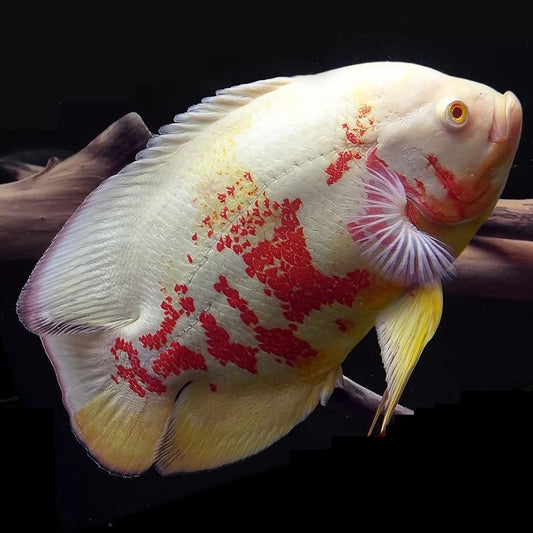Astronotus Ocellatus albino tiger oscar